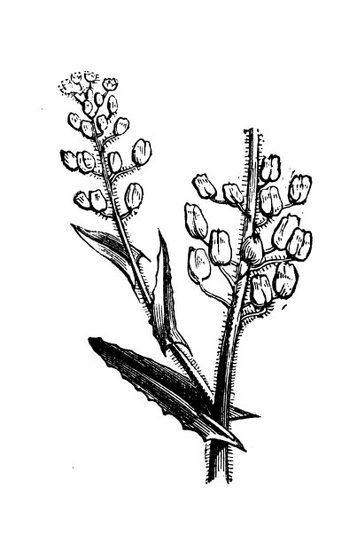 植物学植物仿古雕刻插图:野胡椒图片下载
