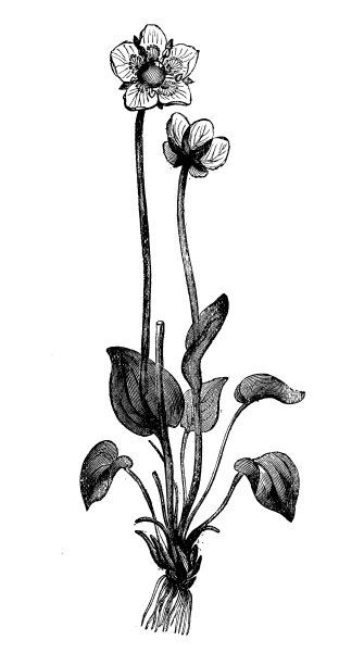 植物学植物古版画插图:Parnassia palustris (Parnassus marsh grass of Parnassus)图片下载