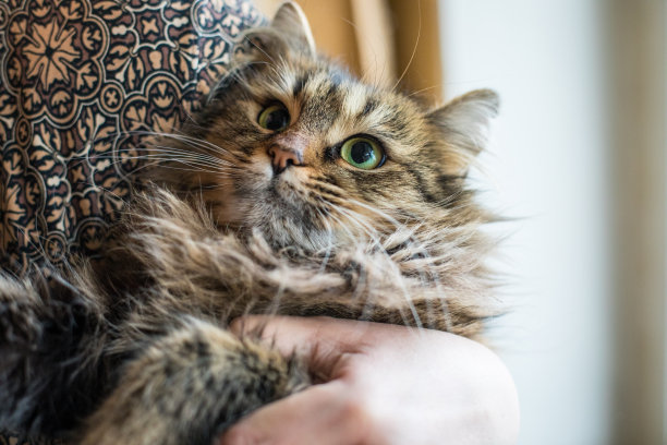 猫图片素材ID：316477878