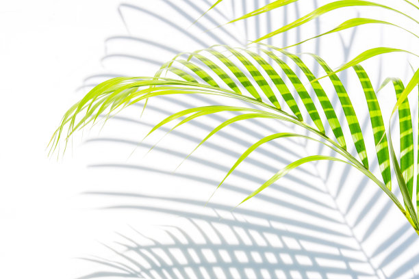 靠近绿色的棕榈叶和阴影在白墙的背景。图片下载