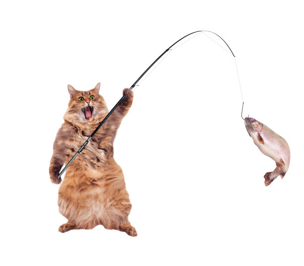 这只毛茸茸的大猫站着很滑稽，图片下载