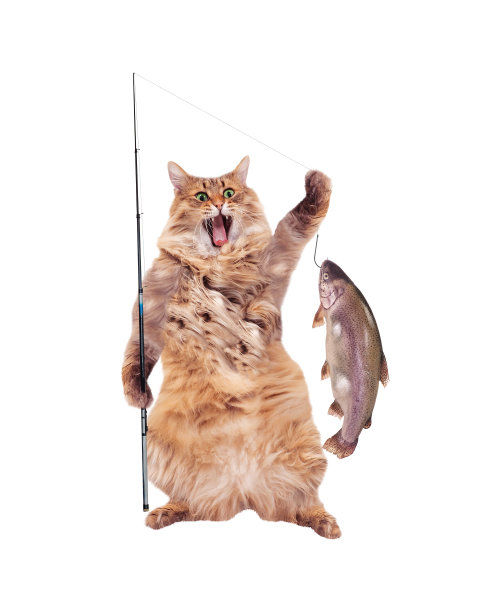 这只毛茸茸的大猫站着很滑稽，图片下载