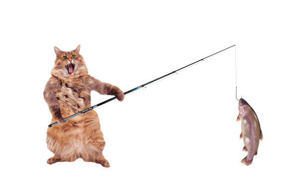 这只毛茸茸的大猫站着很滑稽，图片下载