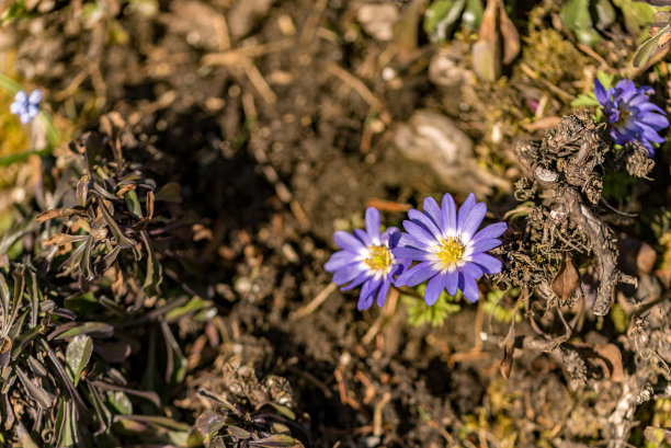 一张紫色和枯萎的野花的微距照片图片下载