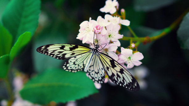 花上的蝴蝶素材图片