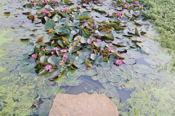 莲花(Nelumbo nucifera)图片下载