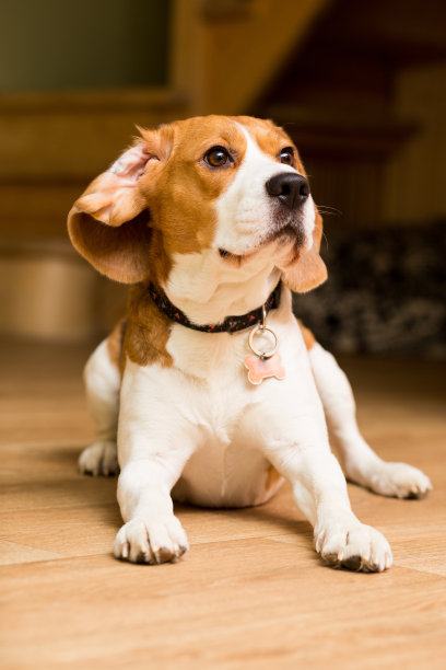 一只成年的比格尔犬躺在地板上图片下载