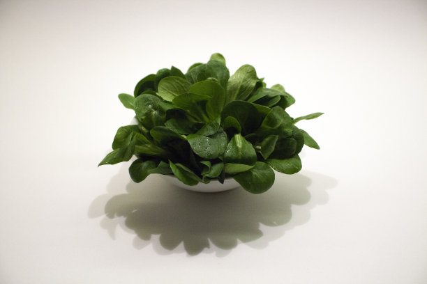 白色背景下的植物特写镜头图片下载