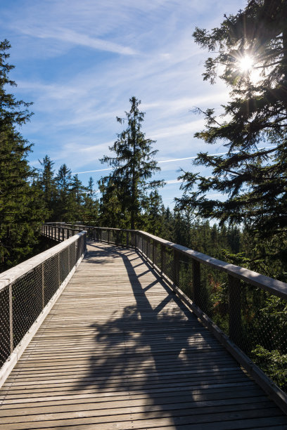 秋天走在苏玛瓦利普诺附近的树冠上图片下载