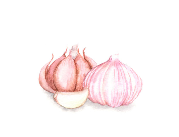 鲜蒜手绘水彩插画图片下载