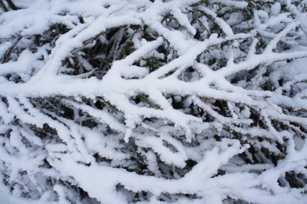 冷杉或圣诞树的树枝被雪覆盖图片下载