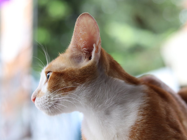 暹罗猫的图片下载