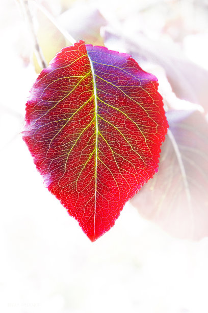 近距离的单一明亮的秋天叶与黄色的叶脉模糊的背景图片下载