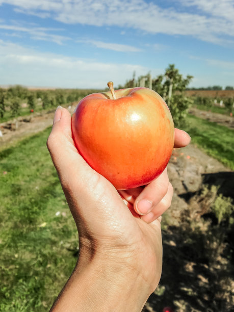 苹果手图片下载