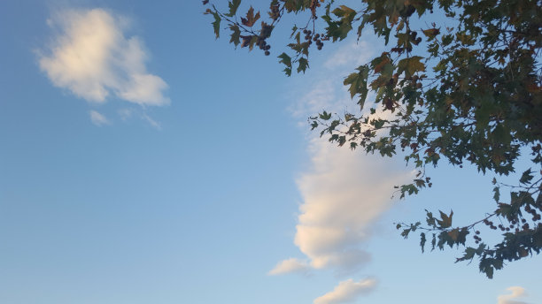叶和天空图片下载