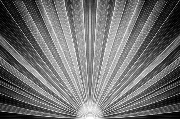 棕榈叶图片下载