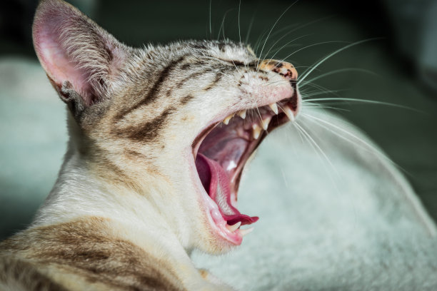 猫打呵欠图片下载