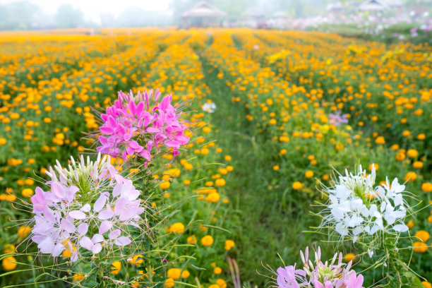 万寿菊领域图片下载