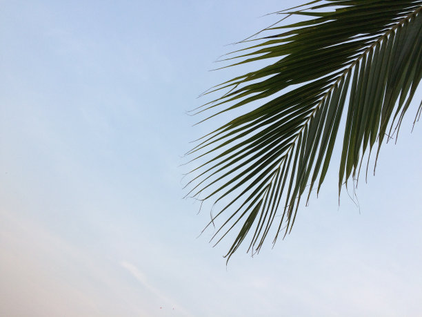 有棕榈树的热带岛屿。图片下载