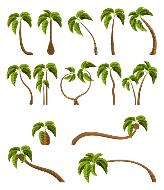 白色背景上孤立的棕榈树。美丽的向量棕榈树树设置向量插图图片下载