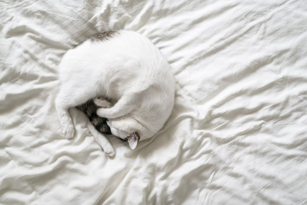 睡觉的猫图片下载