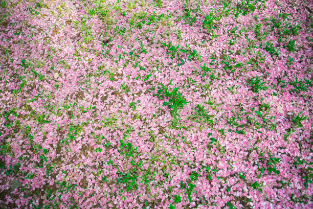 地上覆盖着粉红色的花瓣和草图片下载