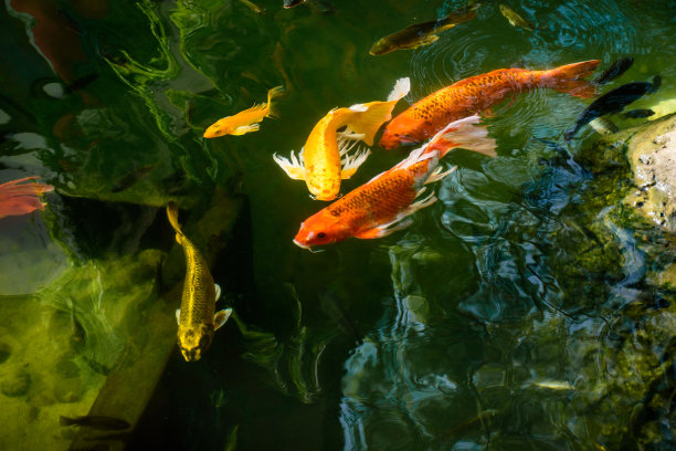 色彩斑斓的鲤鱼或锦鲤正在游泳。锦鲤在池塘里游泳。水是清澈的黑色，并反射光线。顶部视图与复制空间。图片下载
