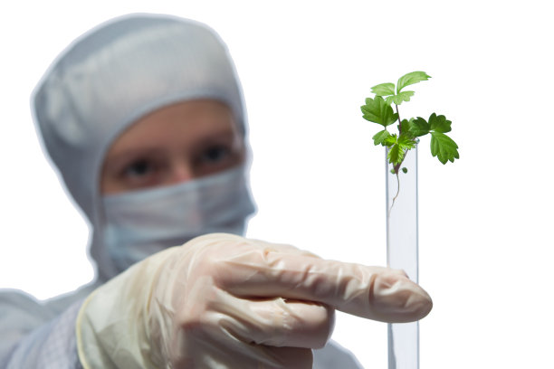 科学家戴着白色面具和防护服，看着烧瓶里的植物，白白的图片下载