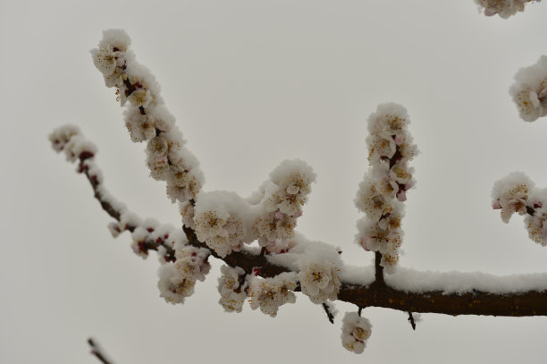 美丽的杏花图片下载