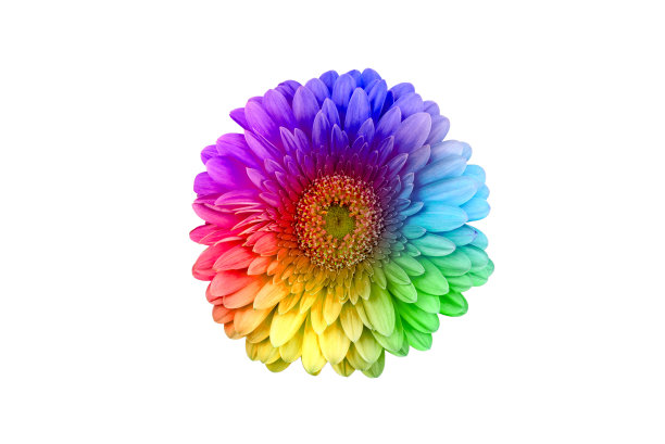 五颜六色的花图片下载