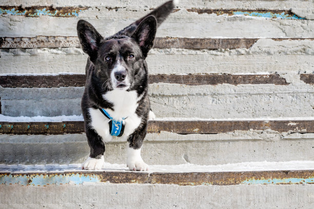 冬天，成年柯基犬站在水泥门廊上，图片下载