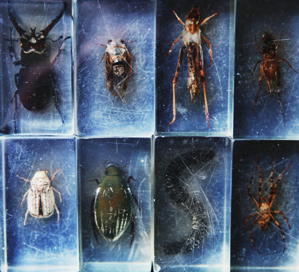 生物玻璃昆虫收藏图片下载