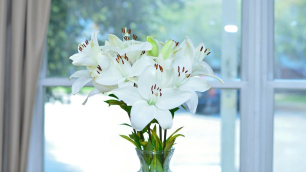 早晨，花瓶里装满了美丽的白花图片下载