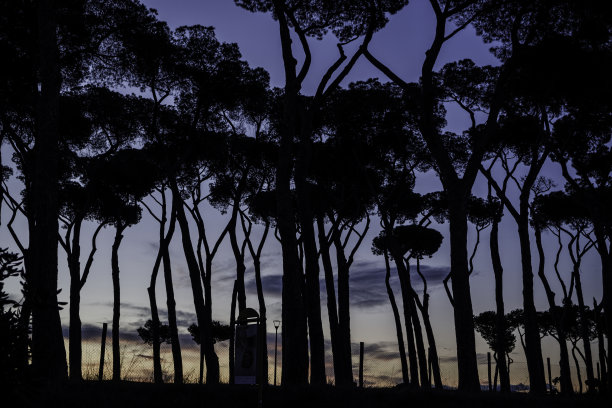 皮内塔·萨切蒂图片下载