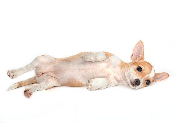 可爱的吉娃娃小狗放松，躺在白色的床上图片下载