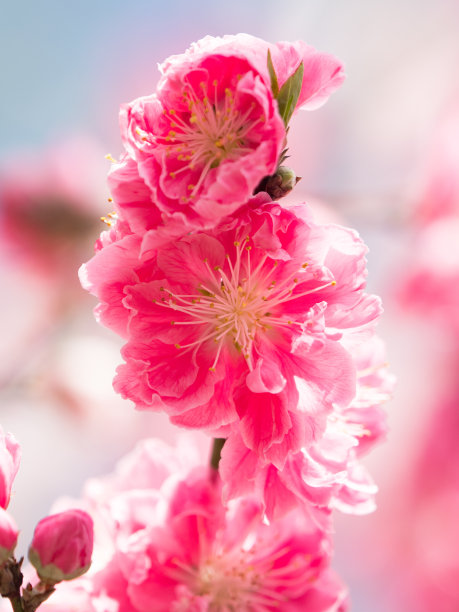 日本桃花素材图片
