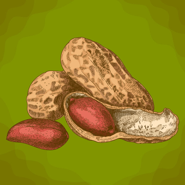 带壳花生雕刻插画素材图片