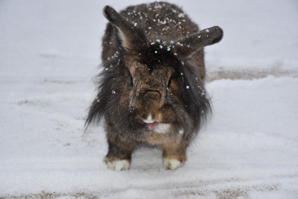 狮子头兔子在雪中玩耍图片下载
