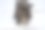 狮子头兔子在雪中玩耍图片下载