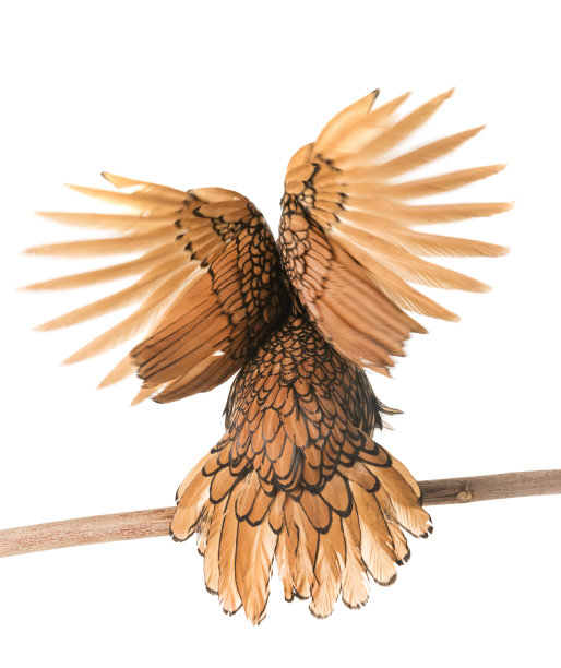 黄金Sebright鸡图片下载