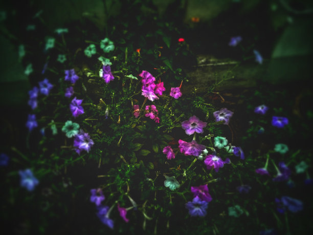 美丽的花丛图片下载