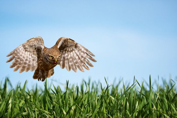 小猫头鹰(雅典娜noctua)带着猎物飞行图片下载