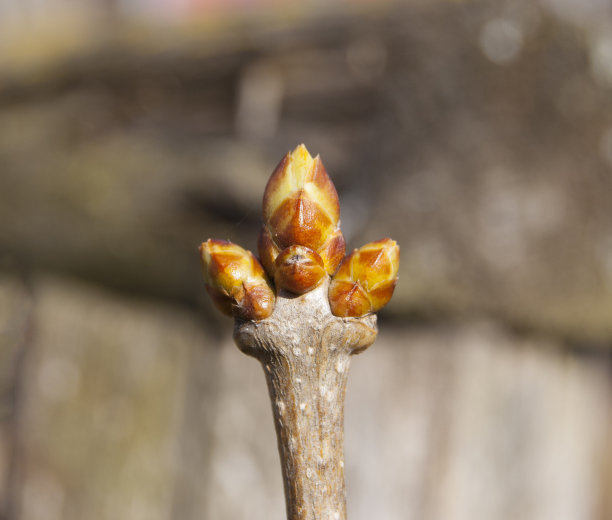 花园里丁香花开花前膨胀的花蕾图片下载