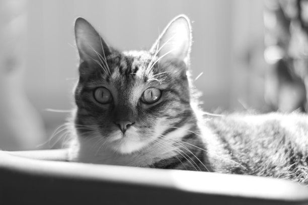 从伏击中观察到的。一个短毛条纹家猫的肖像图片下载