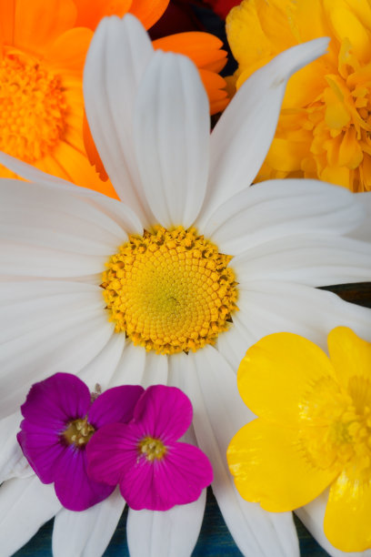 金盏花图片素材ID：316597146