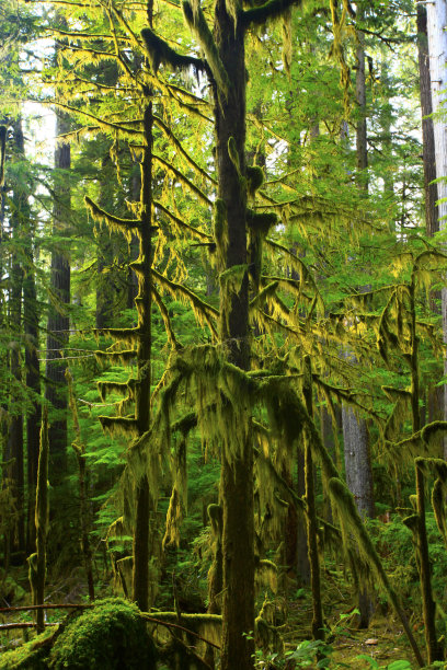 太平洋西北部森林图片下载