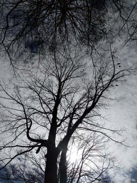 树和云图片下载