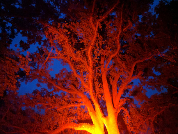 橙色聚光灯照在橡树上图片下载