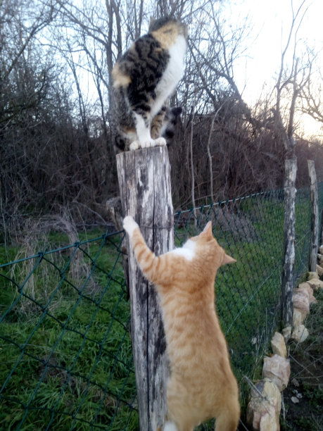 瑜伽和伸展运动图片下载