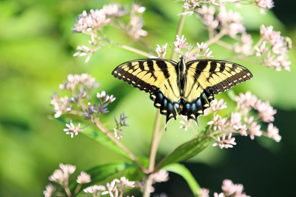 东方虎凤蝶图片下载